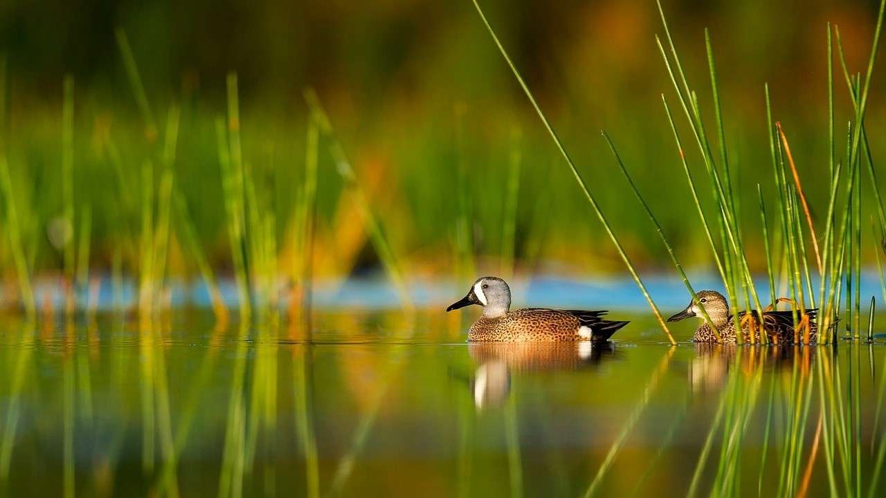 Ducks swimming on Florida pond.