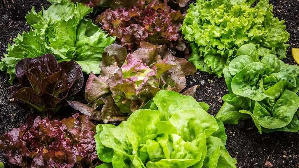 Assorted lettuce growing in garden.