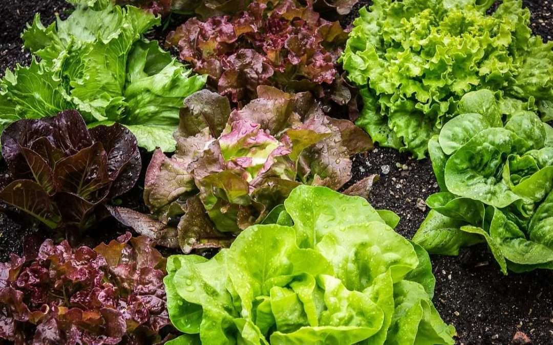 UF/IFAS Advances Disease-Resistant Lettuce To Protect U.S. Crops