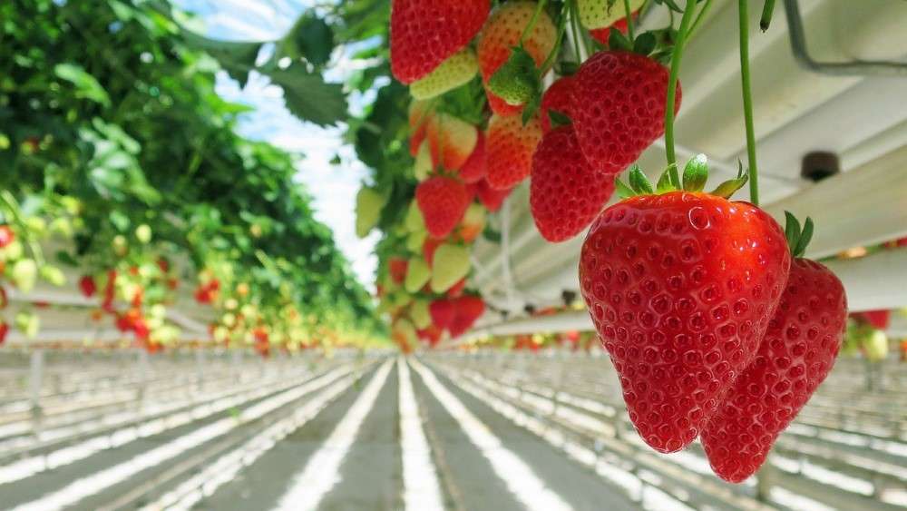 Strawberries hanging from hydroponic garden. 