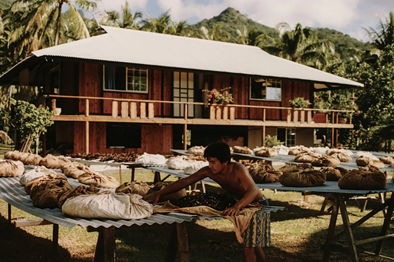 Tahitian man laying vanilla out to dry.