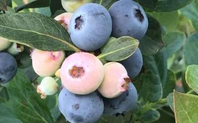 Florida’s Blueberry Season Means Yummy Fruit, Courtesy Of UF/IFAS And Florida Growers