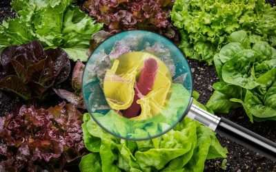 Avoiding Foodborne Illness – Refridgerating Lettuce Decreases E. Coli Contamination, Researchers Say