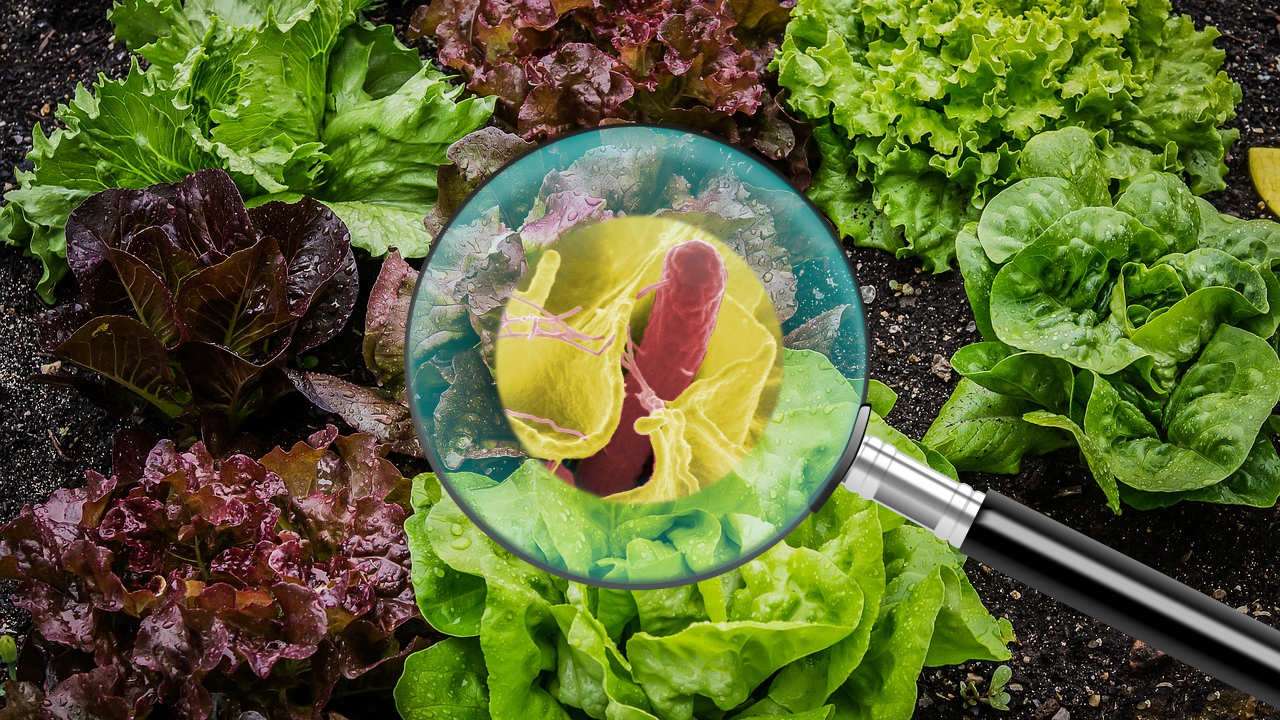 Leafy greens with a magnifying glass overlay exposing Salmonella contamination.