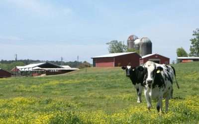 Robot Dairy