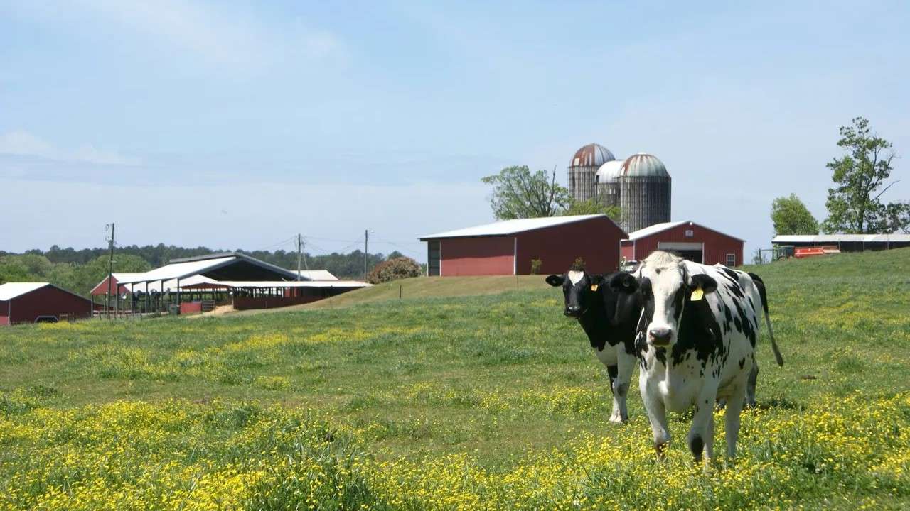Hickory HIll Dairy cows grazing