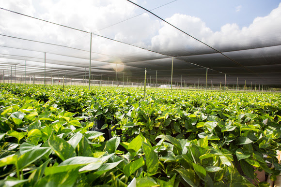 Costa Farms greenhouse.