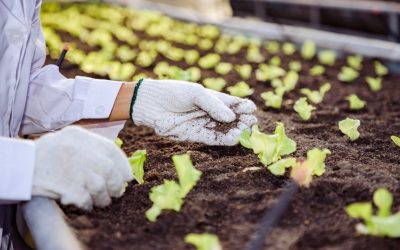 Urban Agriculture Operations Unite To Increase Food Security