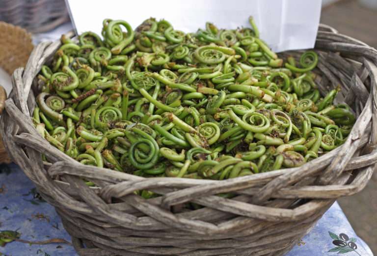 Fiddleheads in basket