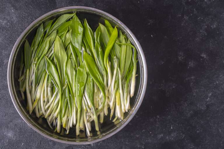 Freshly picked wild garlic leaves for washing in water in a metal bowl, close up, copy space, top view. Healthy leaves of green wild leek