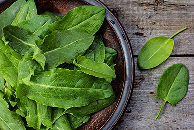 Sorrel leaves in a bowl for salad.