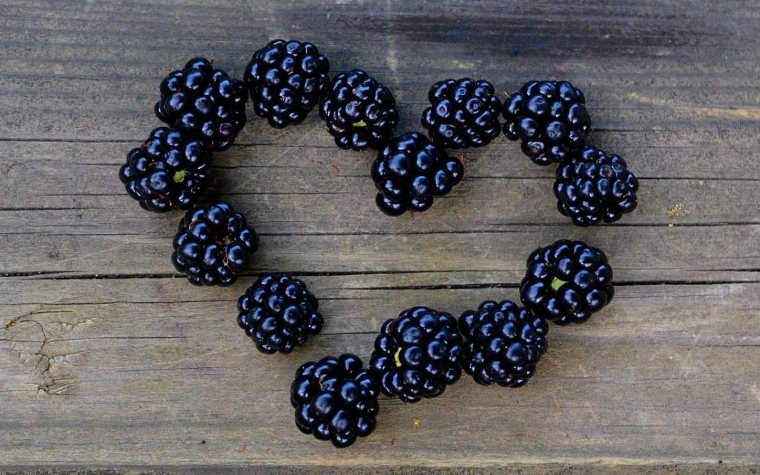 Building A Better Blackberry: UF Breeders Work To Make Great Fruit Even Healthier