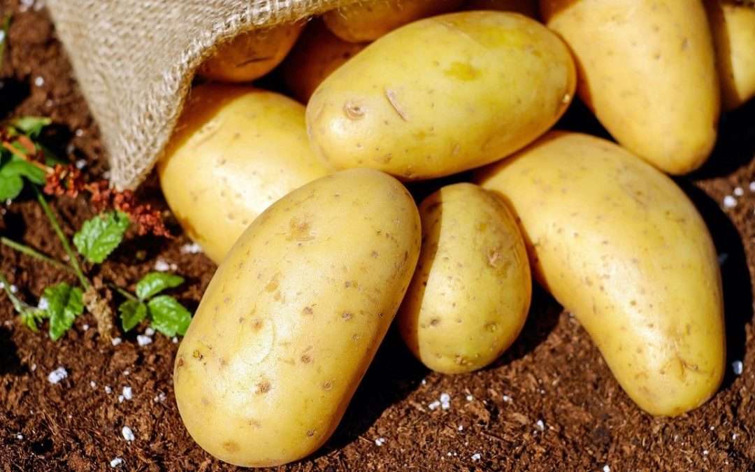 Wait A Minute, Potatoes Are A Grain?!? Congress, USDA And Even Jimmy Fallon Are Weighing In On The Subject