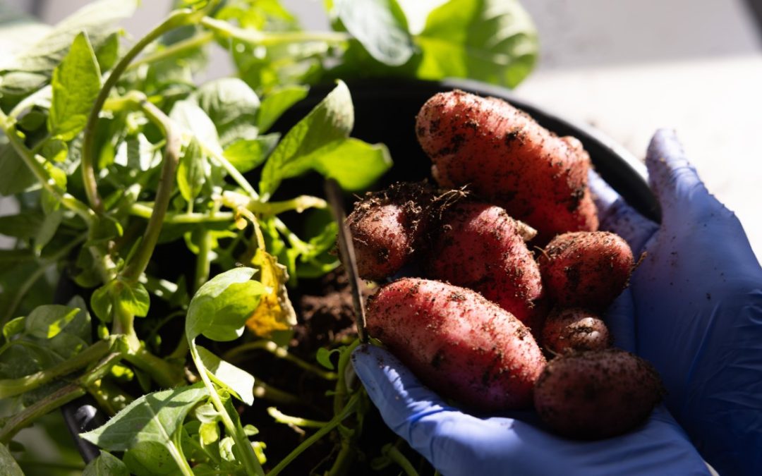 A High-Protein Potato? Thanks Molecular Farming!