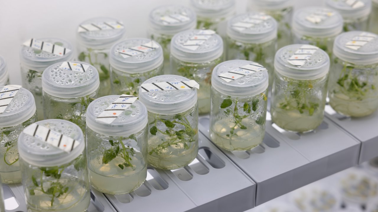 PoLoPo lab with beakers full of potato seedlings. 