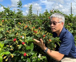 Zhanao Deng examines blackberries in the field at the Gulf Coast Research and Education Center.