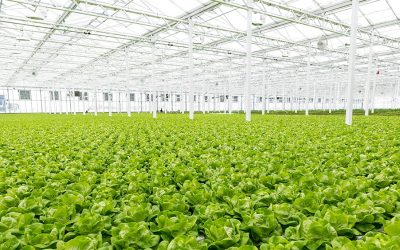 UF/IFAS Researchers Address Issues Facing Indoor Farms