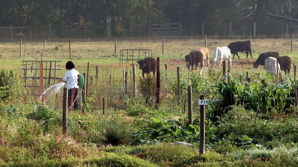 Small vegetable and cattle farm.