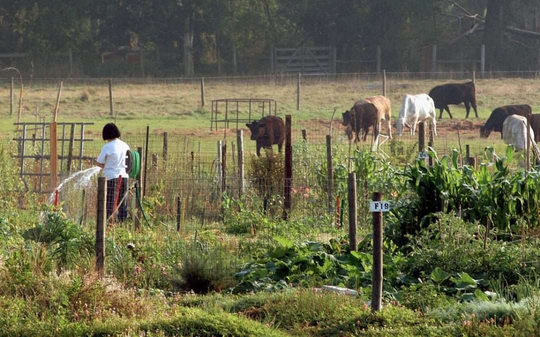 Starting A Farming Business? UF/IFAS Hosts Virtual English And Spanish Workshops For Beginners