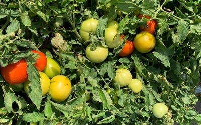 Robots Picking Tender Tomatoes? It’s Happening Right Now…