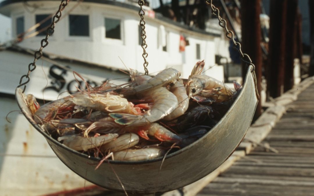 New Study Shows Seafood Waste Less Profound Than Previously Thought