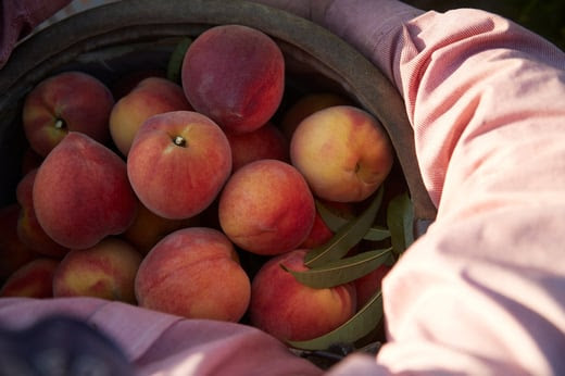 Peach orchard working filling container with fresh picked peaches. 