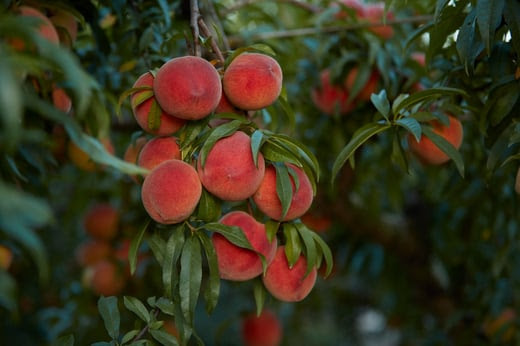 Peaches bunched up handing/growing in a tree. 