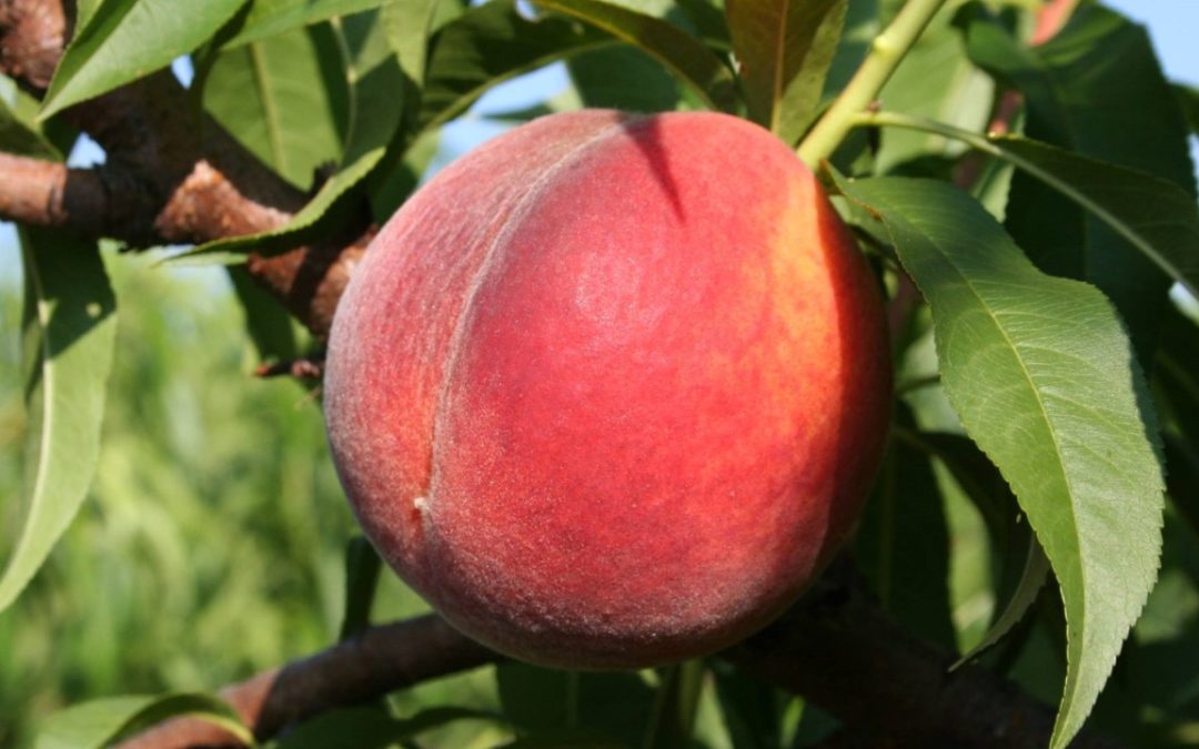 A Peachy Comeback For Georgia Peaches