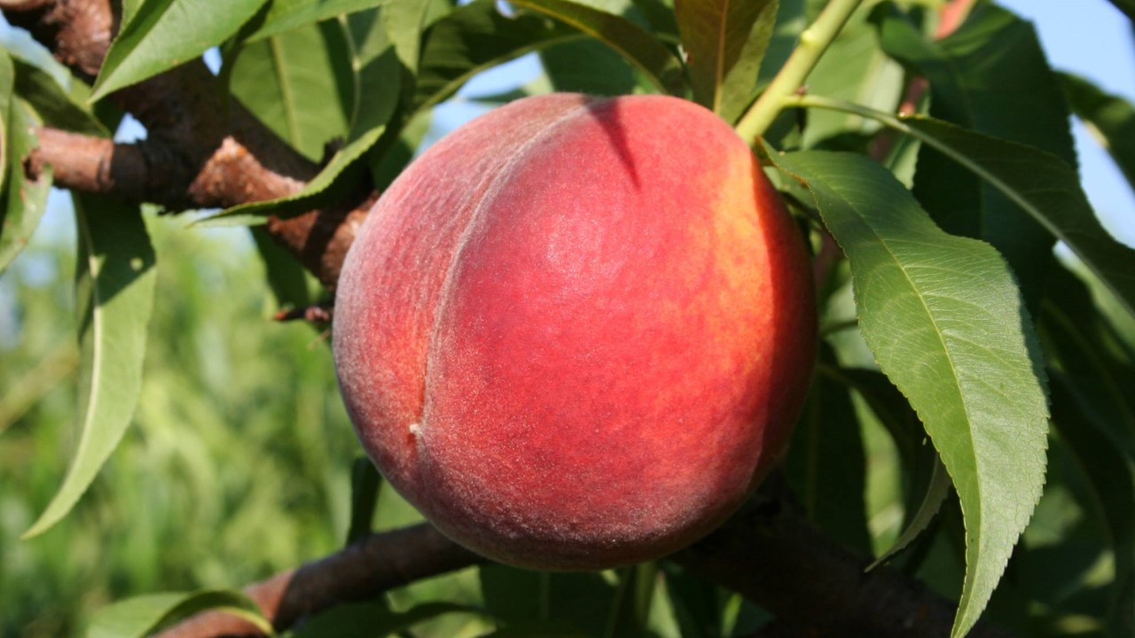 Closeup of single Georgia peach still in the tree.