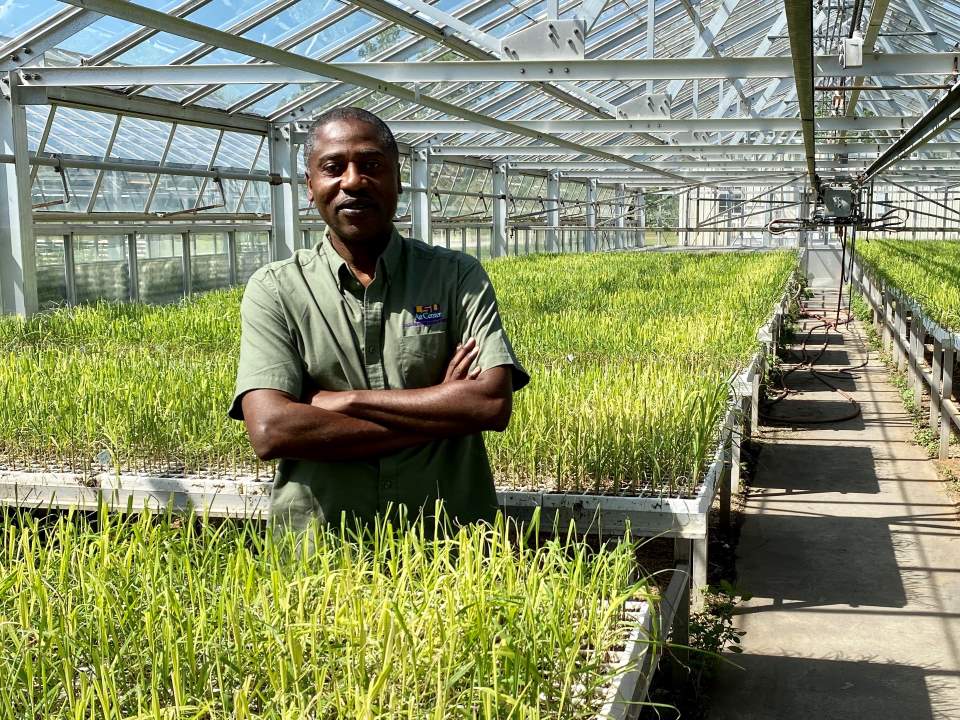 LSU AgCenter sugarcane breeder Collins Kimbeng stands amidst potential new sugarcane varieties, which are now seedlings at the AgCenter Sugar Research Station in St. Gabriel. Credit: Kyle Peveto, LSU AgCenter