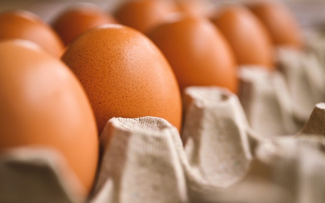 Bird Flu, Egg Prices, And What Urgently Needs Doing