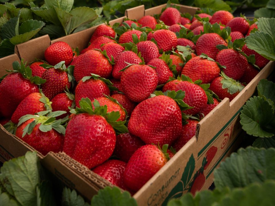 A box of freshly picked strawberries at the UF/IFAS Gulf Coast Research and Education Center in Wimauma, FL. Credit: UF/IFAS Photography.