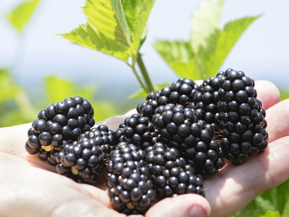 Prime-Ark® Horizon is a primocane-fruiting blackberry variety released by the University of Arkansas System Division of Agriculture in late 2020. Credit: University of Arkansas System Division of Agriculture.