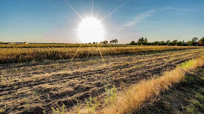 Picture of a field under the sun and heat stress during a drought.