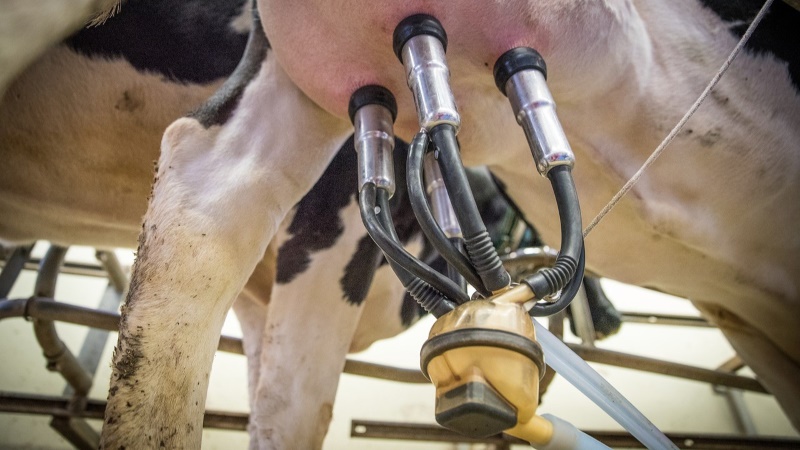 Milking machine attached to cow udders.