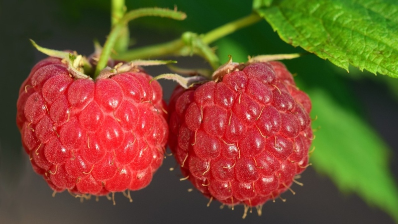 Macro image of raspberries still on the plant.
