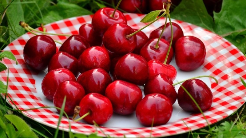 Plate of fresh cherries.