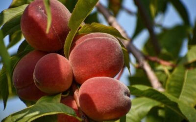 Peach Fans Rejoice! Abundant 2024 South Carolina Peach Season Nears Peak