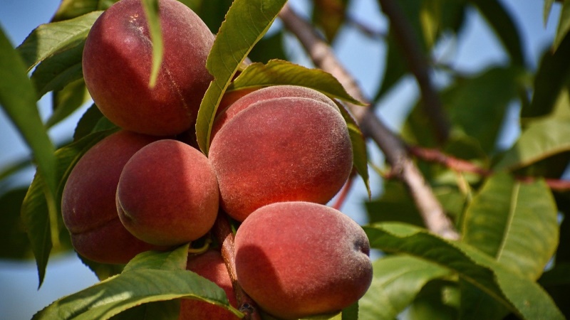 Peaches in tree ready for harvest.