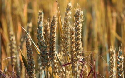 Whole Grains Are Healthiest, Farm-To-Table Study Reveals Why