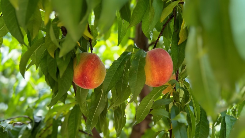 Peaches ready for harvest.