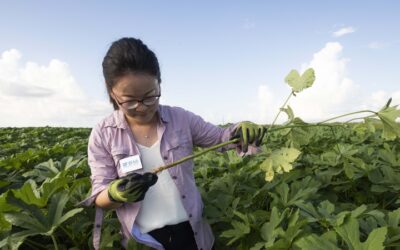 New UF/IFAS Vegetable Crop Specialist Driving Innovative Research, Crop Diversification To Florida’s Small Farms