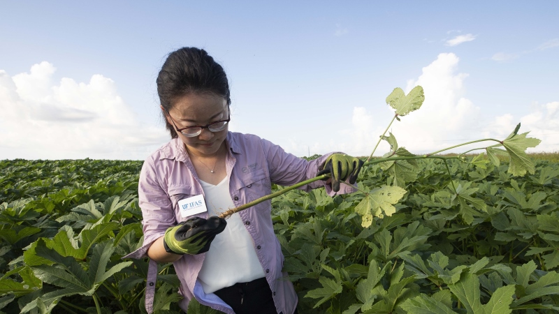 Xiaoying Li in an Okra field.