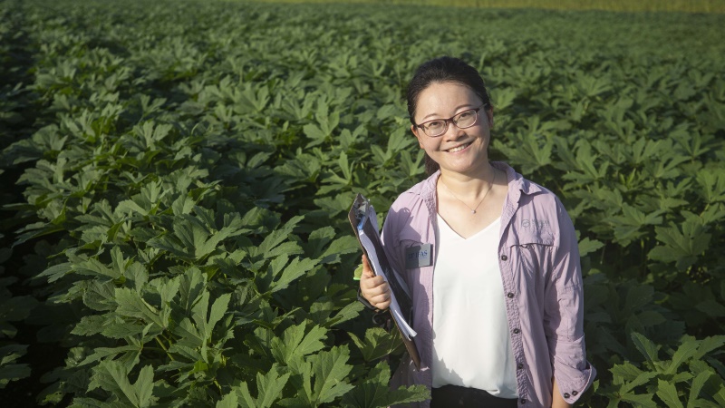 Xiaoying Li in an Okra field.