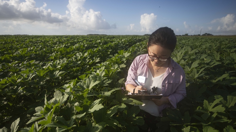 Xiaoying Li in an Okra field taking notes.