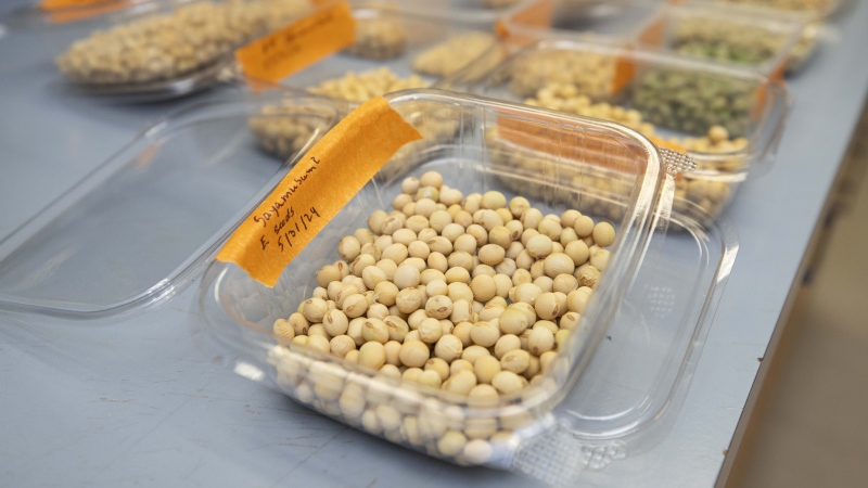 Bin of seeds in Xiaoying Li's lab at UF/IFAS.