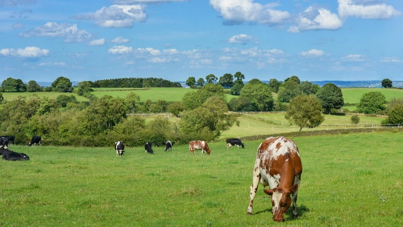 Dairy cows graizing. 