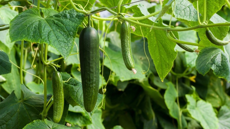 Cucumbers hanging from the vine.