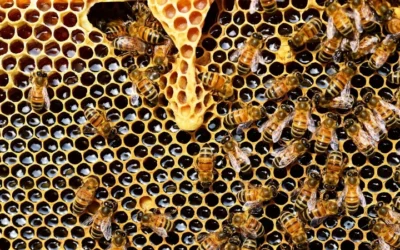 Honey Bees Need Sleep Too: Artificial Light Threatens Pollination, Ecosystems, And Food Security