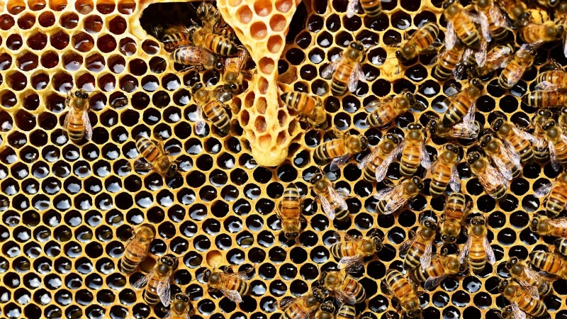 Honey bees crawling over comb. 